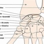 OIP-9-150x150 Les Membres Supérieurs au golf